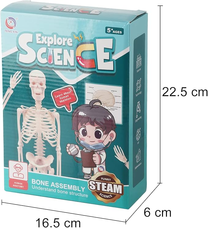 Teng Xin - Explore Science Bone Assembly